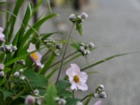 DSC 2764